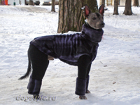 одежда (комбинезон и шубка) для мексиканской голой собаки